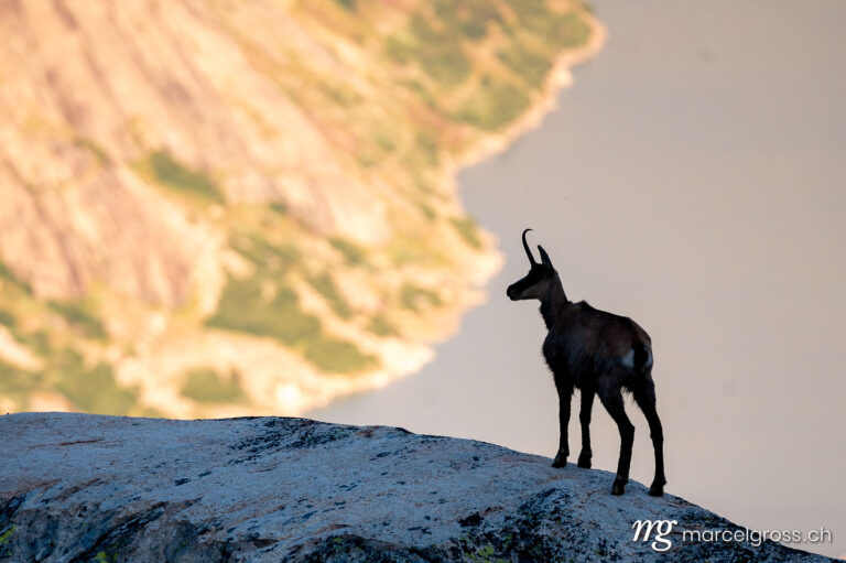 silhouette of a chamois on a rock in the Bernese Alps. Taken by Marcel Gross Photography