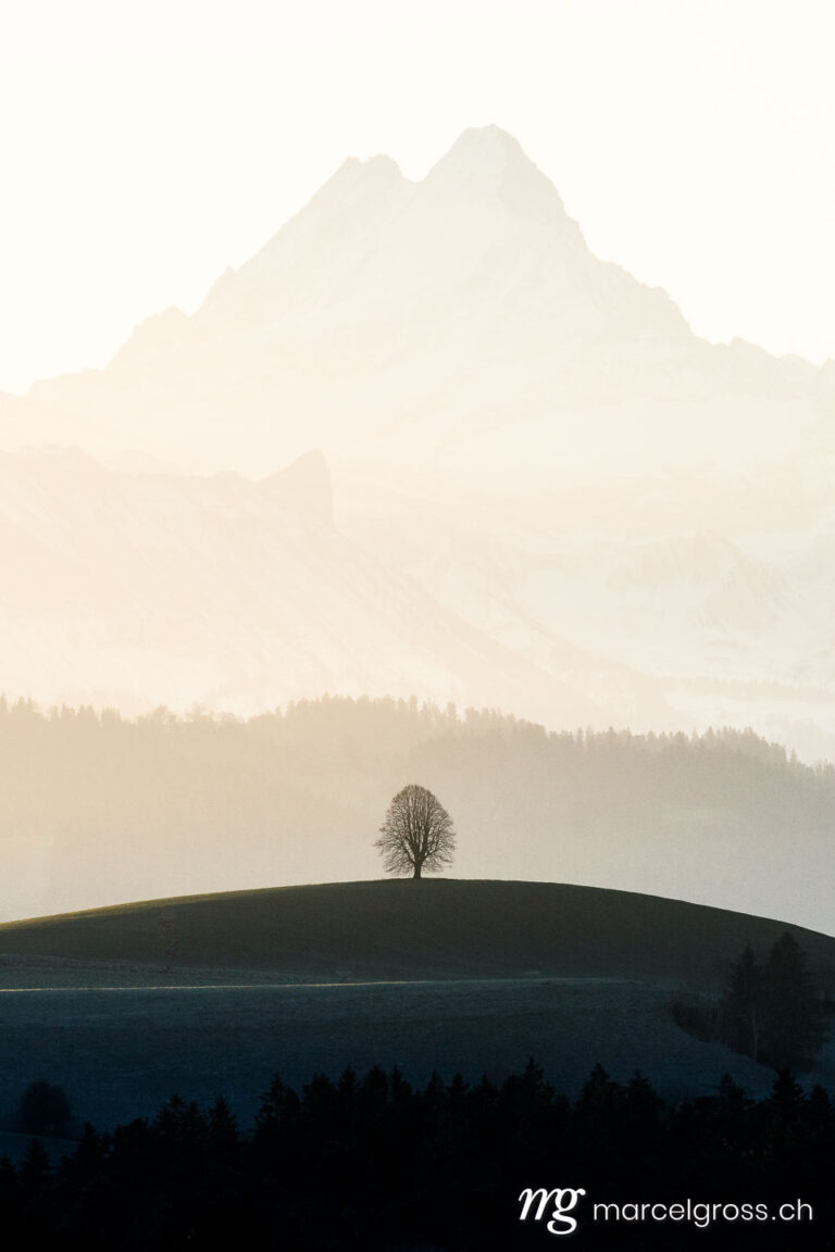 Winter picture Switzerland. silhouette of a lonely tilia tree on an Emmental hill in front of the magic Schreckhorn. Marcel Gross Photography