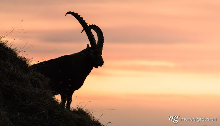 Capricorn pictures. silhouette of an impressive male ibex (Capra ibex) in the Bernese alps during sunrise. Marcel Gross Photography