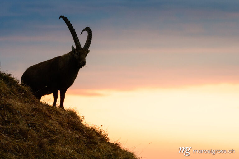 silhouette of an impressive male ibex (Capra ibex) in Berner Oberland during sunrise. Taken by Marcel Gross Photography