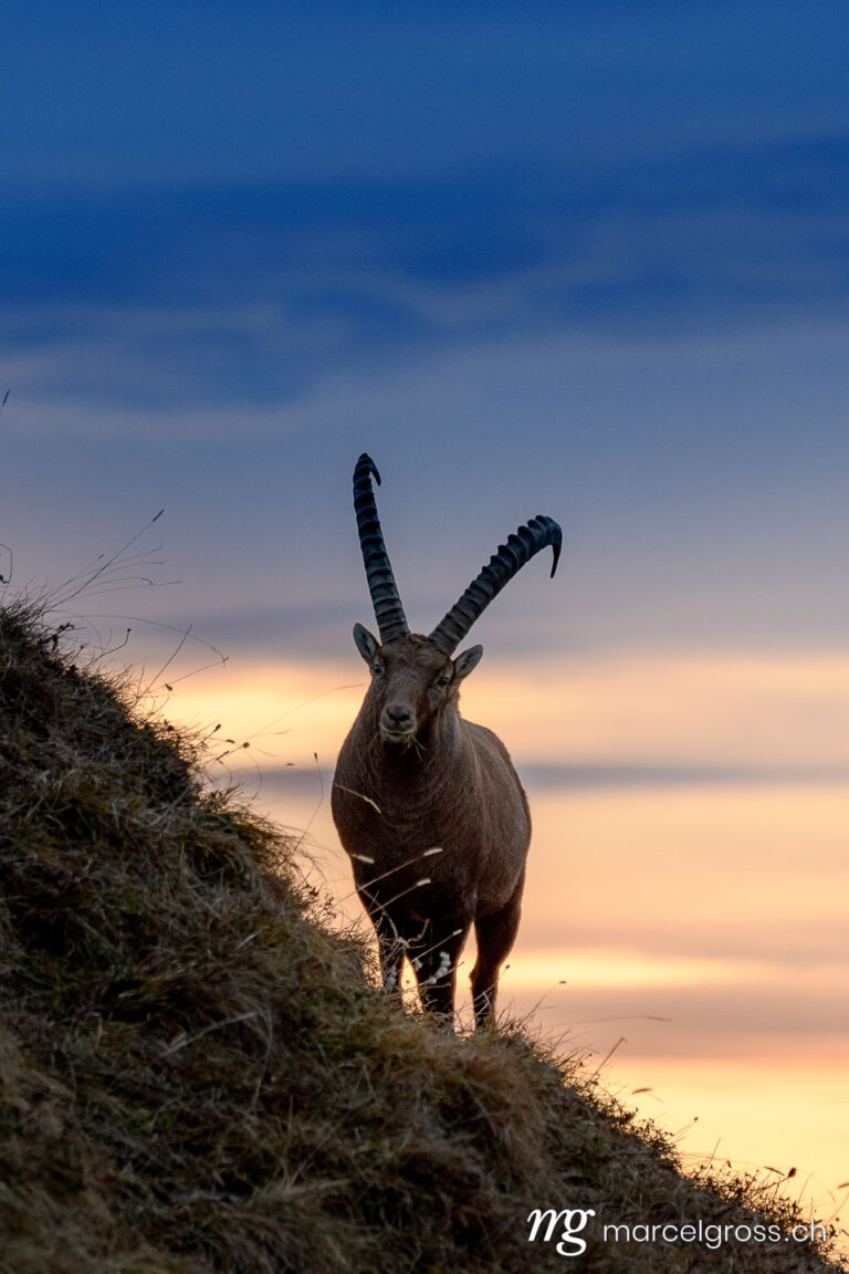 silhouette of an impressive male ibex (Capra ibex) in the Bernese alps during sunrise. Taken by Marcel Gross Photography