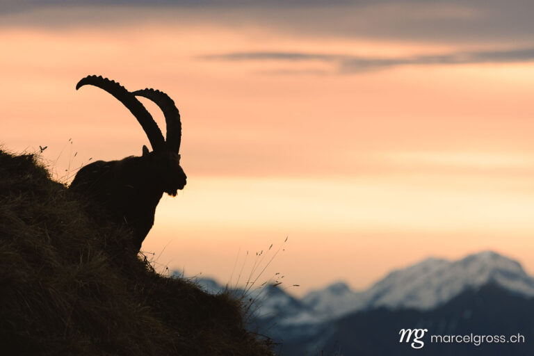 Steinbock Bilder. silhouette of an impressive male ibex (Capra ibex) in the Bernese alps during sunrise. Marcel Gross Photography