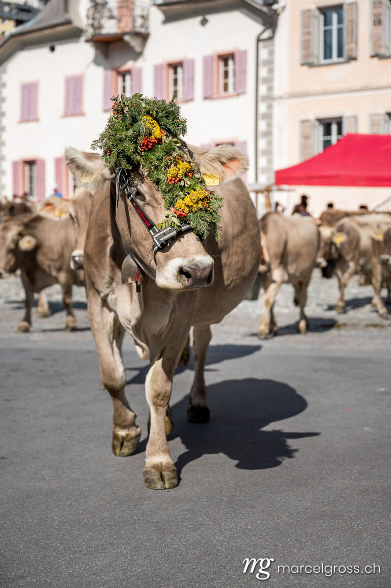 . traditionally decorated cow at Alpabzug in Sent, Engadin. Marcel Gross Photography