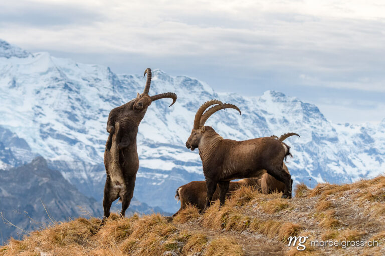 Steinbock Bilder. two impressive male ibex fighting in front of Bernese Alps. Marcel Gross Photography