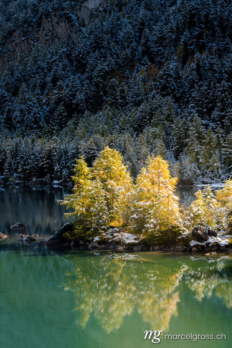 . yellow larch in autumn at Lac de Derborence in valais. Marcel Gross Photography