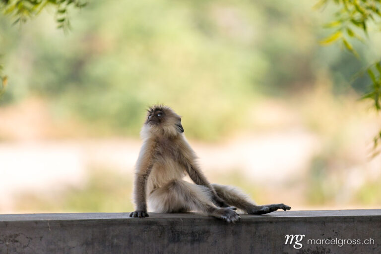 . Young Hanuman Langur near Bera, Rajasthan. Marcel Gross Photography