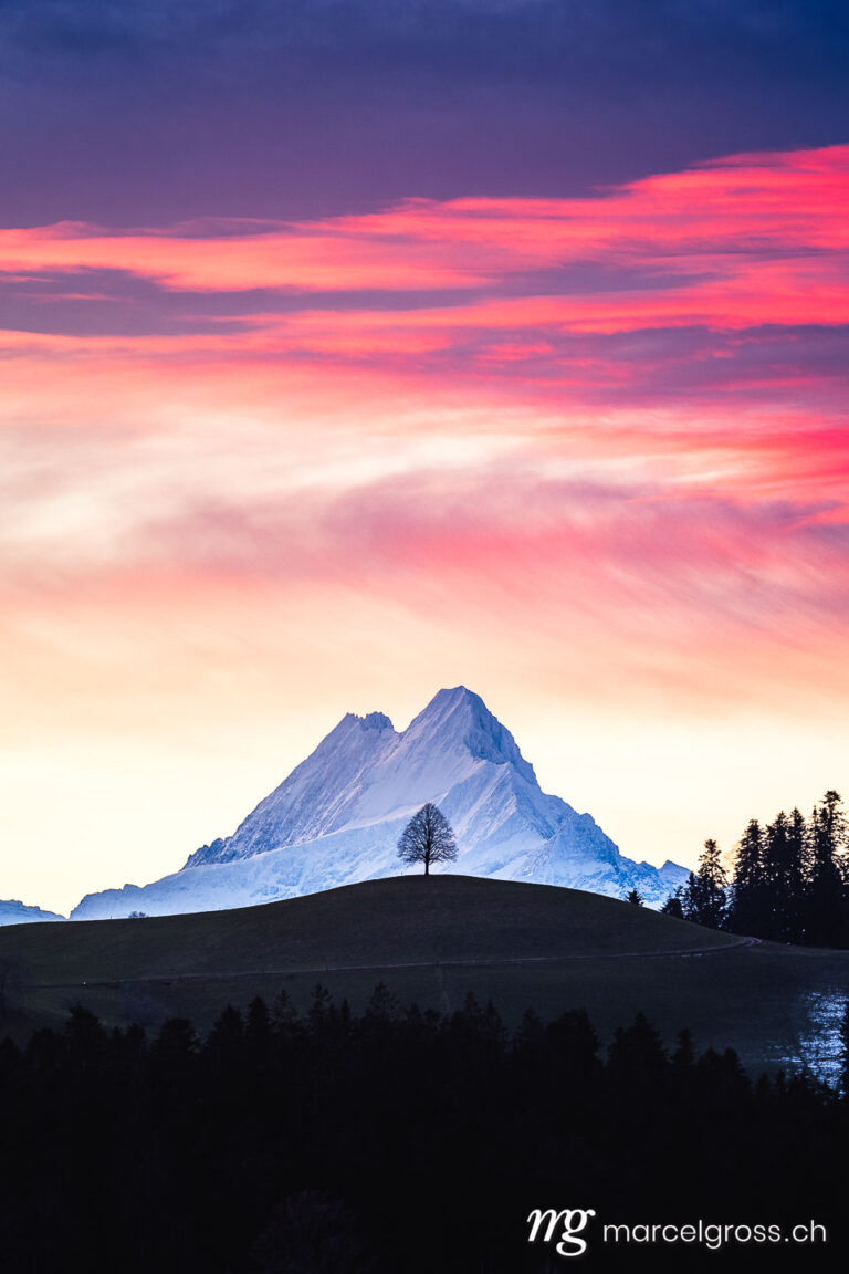 . colorful morning sunrise in Emmental with a single tree on a hill in Emmental in front of Schreckhorn. Marcel Gross Photography