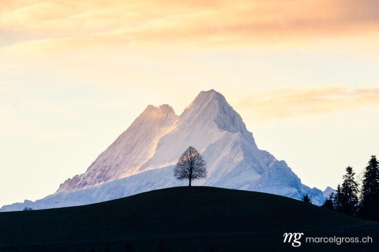 . single tree on a hill in Emmental in front of Schreckhorn in the Alps in warm morning light. Marcel Gross Photography