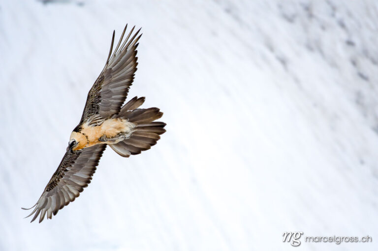 Vogel Bilder Schweiz. Bearded vulture (Gypaetus barbatus) in flight in winter in the Swiss Alps. Marcel Gross Photography