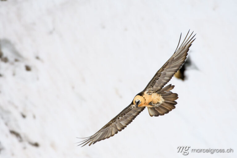 Bird Pictures Switzerland. Bearded vulture (Gypaetus barbatus) in flight in Valais, Switzerland. Marcel Gross Photography
