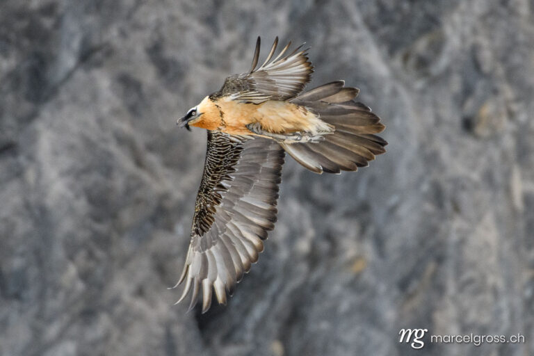 Vogel Bilder Schweiz. Bearded vulture (Gypaetus barbatus) in flight in Valais, Switzerland. Marcel Gross Photography