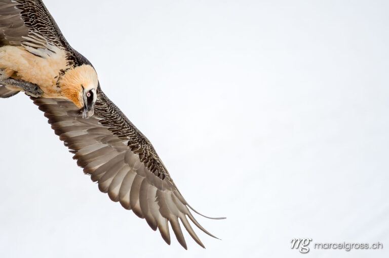 Bird Pictures Switzerland. Bearded vulture (Gypaetus barbatus) in flight in winter in the Swiss Alps. Marcel Gross Photography