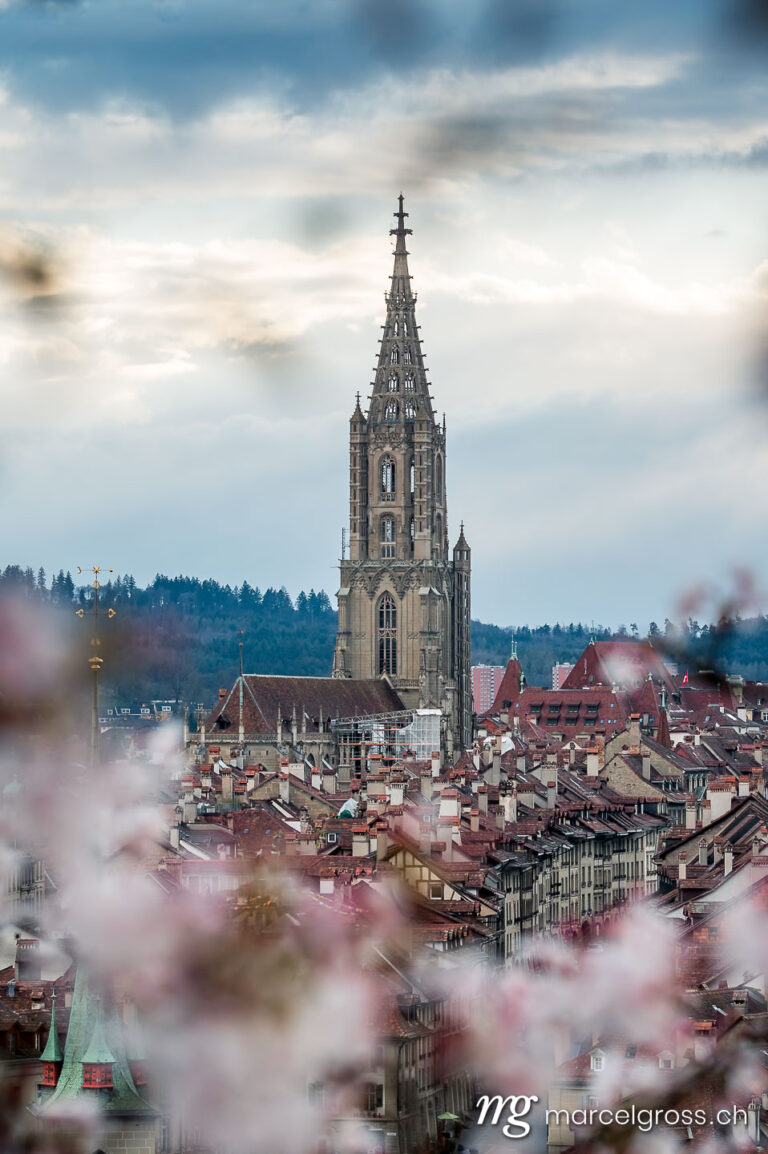 Bern Bilder. Berner Münster during cherry blossom in spring and the oldtown of Bern. Marcel Gross Photography