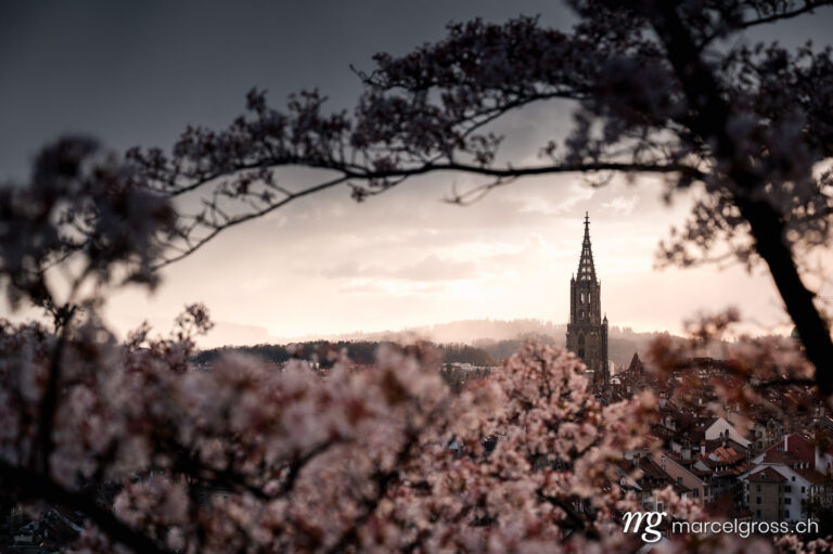 Bern Bilder. Berner Münster during cherry blossom with dramatic clouds over the oldtown of Bern in spring. Marcel Gross Photography