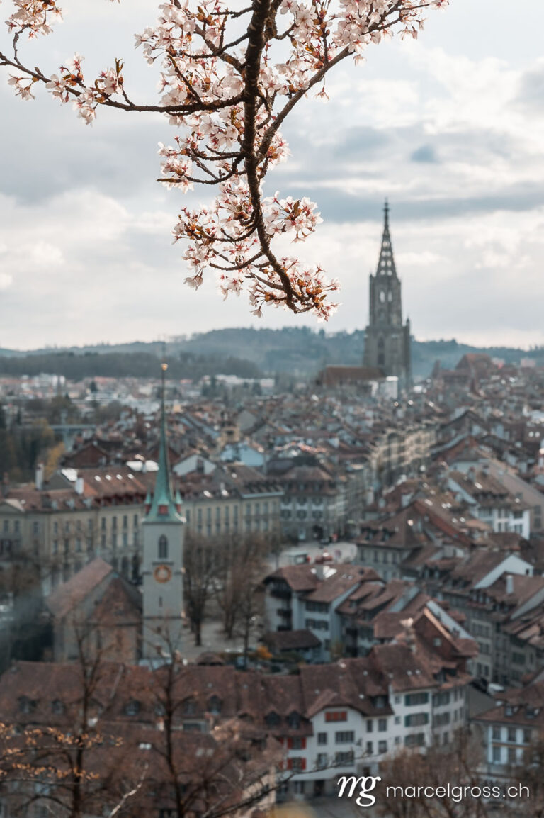 Bern Bilder. cherry blossom branch in front of the oldtown of Bern. Marcel Gross Photography