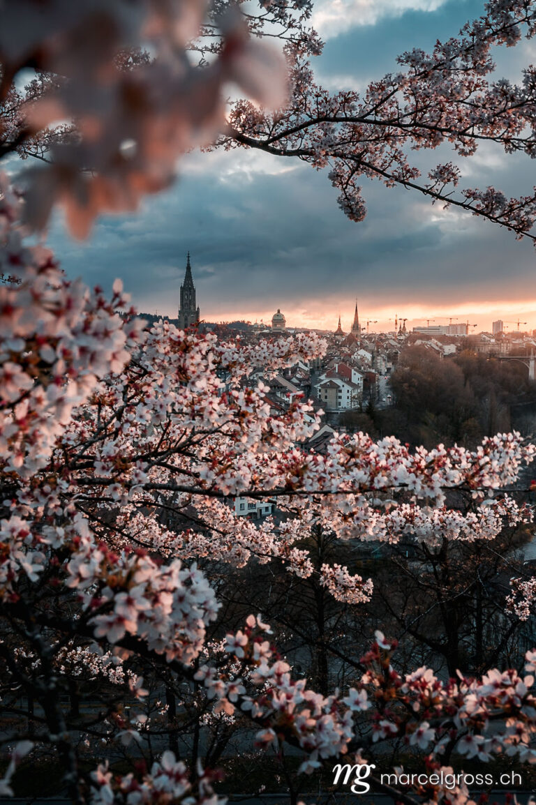 Bern pictures. cherry blossom in Berne. Marcel Gross Photography