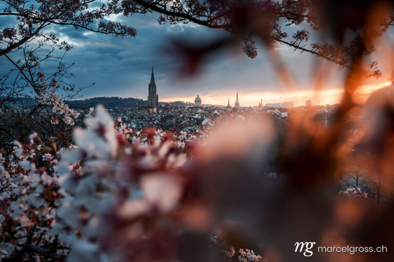 Bern Bilder. cherry blossom in Berne with Berner Münster and oldtown. Marcel Gross Photography
