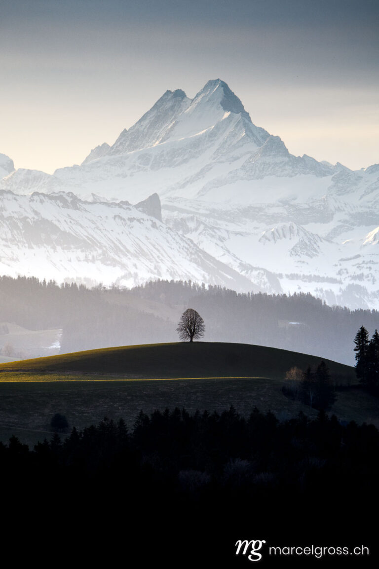. lonely tree an o hill in front of impressive Schreckhorn. Marcel Gross Photography