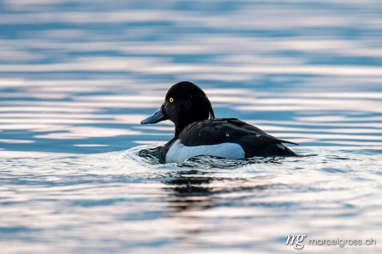 . male Tufted duck (Aythya fuligula) on Lake Thun during blue hour. Marcel Gross Photography