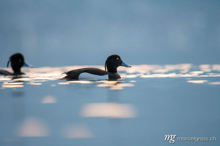 . male Tufted duck (Aythya fuligula) on Lake Thun during blue hour. Marcel Gross Photography