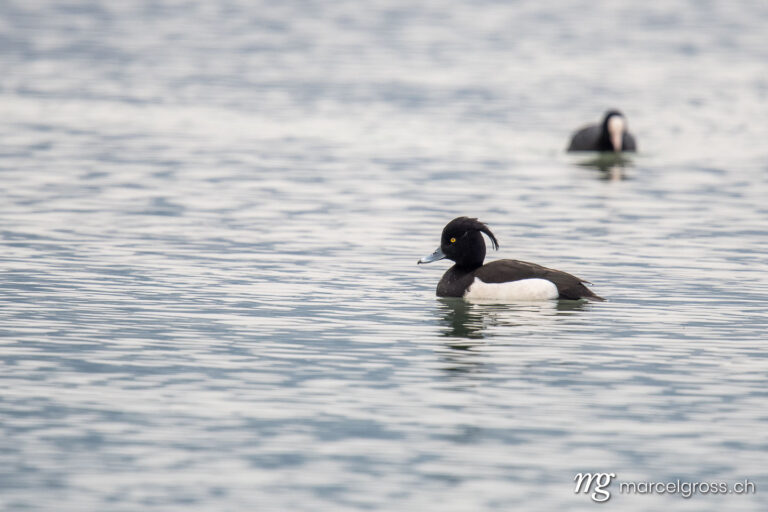 Bird Pictures Switzerland. male Tufted duck (Aythya fuligula) on Lake Thun during blue hour. Marcel Gross Photography