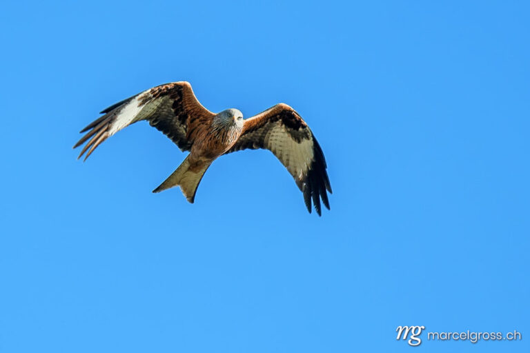 Vogel Bilder Schweiz. Red kite (Milvus milvus) flying past in blue sky, Switzerland. Marcel Gross Photography