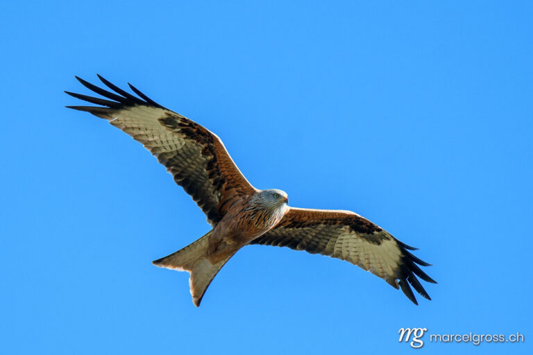 Bird Pictures Switzerland. Red kite (Milvus milvus) flying past in blue sky, Switzerland. Marcel Gross Photography