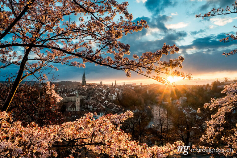 Bern pictures. sunset durign cherry blossom in Bern seen from Rosengarten. Marcel Gross Photography