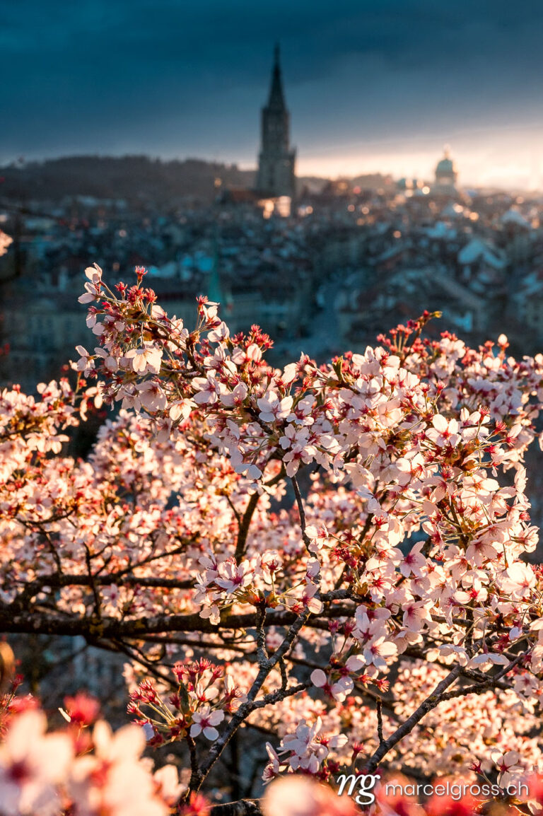 . sunset durign cherry blossom in Bern seen from Rosengarten. Marcel Gross Photography