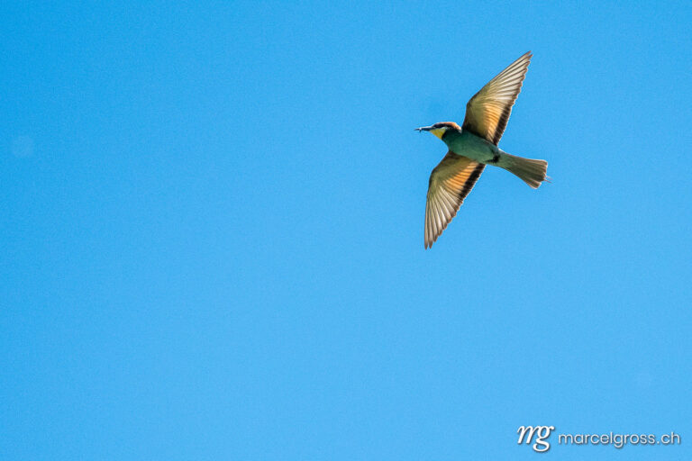 Vogel Bilder Schweiz. Swiss Beeater in Leukerfeld flying. Marcel Gross Photography