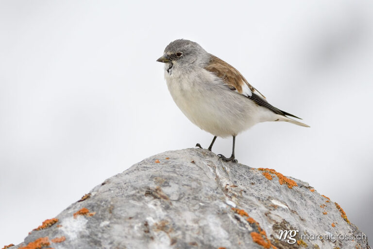 Vogel Bilder Schweiz. White-winged snowfinch (Montifringilla nivalis) on a rock . Marcel Gross Photography