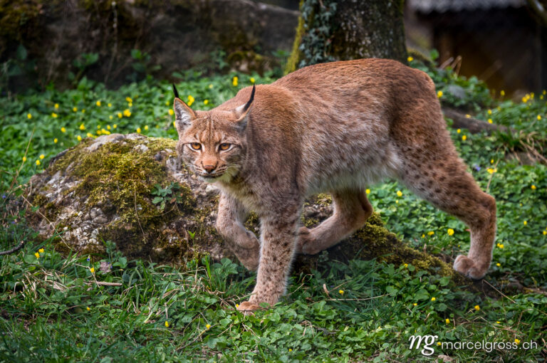 . beautiful young lynx in Tierpark Goldau. Marcel Gross Photography