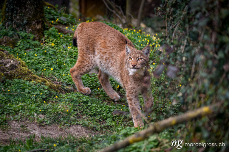 . beautiful young lynx in Tierpark Goldau. Marcel Gross Photography