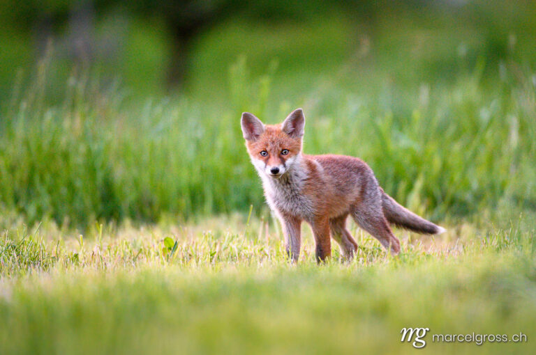 . curious young fox in short green grass in Emmental. Marcel Gross Photography