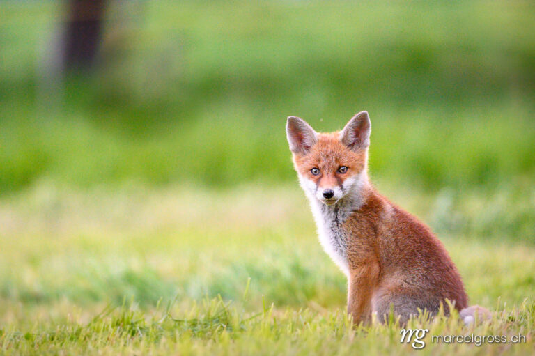 curious young fox in short green grass in Emmental. Taken by Marcel Gross Photography