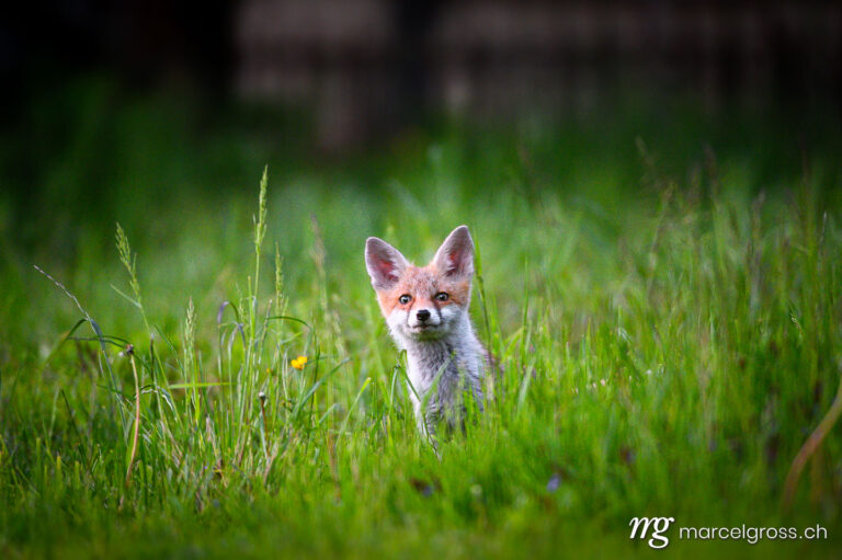 curious young fox in short green grass in Emmental. Taken by Marcel Gross Photography