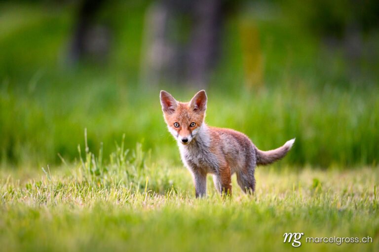 . curious young fox in short green grass in Emmental. Marcel Gross Photography