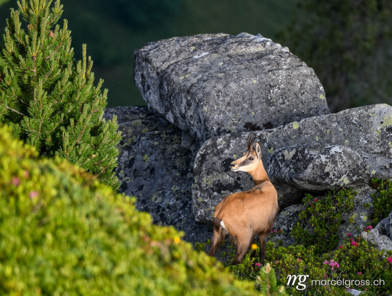 . Chamois at rocks in the morning light. Marcel Gross Photography