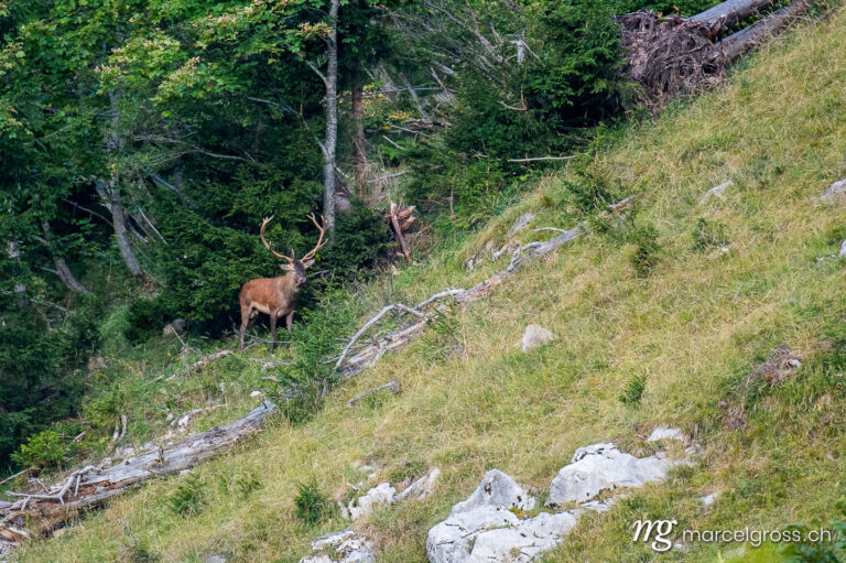 . grosser männlicher Hirsch während der Brunft in den Berner Alpen. Marcel Gross Photography