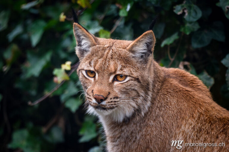 . portrait of a beautiful young lynx in Tierpark Goldau. Marcel Gross Photography