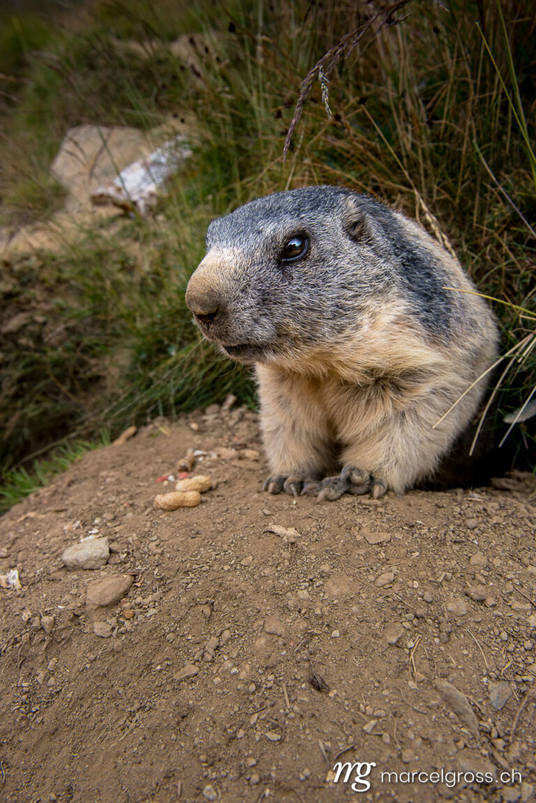 . portrait of marmot in the swiss alps. Marcel Gross Photography