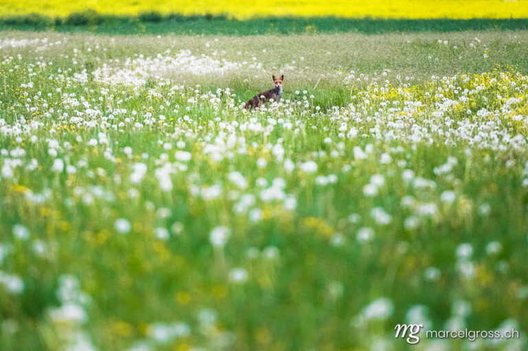 . redfox in a spring meadow full of wildflowers in Heimberg. Marcel Gross Photography