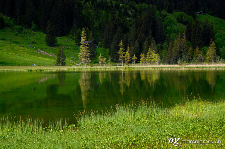 . reflection of trees and forest in Lauenensee, Bernese Oberland. Marcel Gross Photography