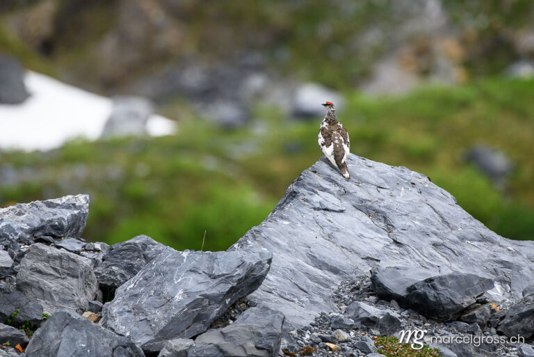 . rock ptarmigan (Lagopus muta) on a rock in early summer in the Glarus Alps. Marcel Gross Photography