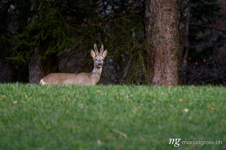 . Roebuck in the Emmental Valley. Marcel Gross Photography