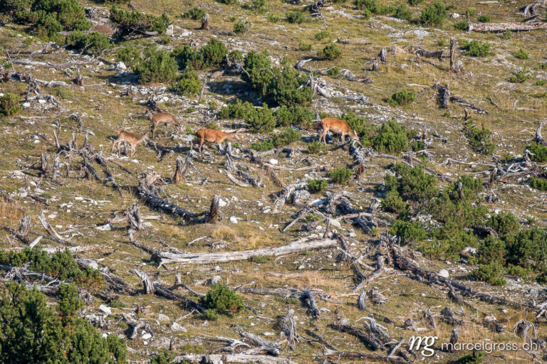. Red deer in the Swiss National Park. Marcel Gross Photography