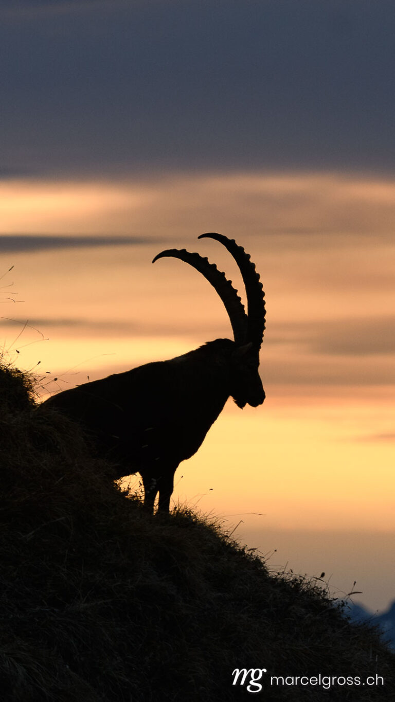 . silhouette of an impressive male ibex (Capra ibex) in the Bernese alps during sunrise. Marcel Gross Photography