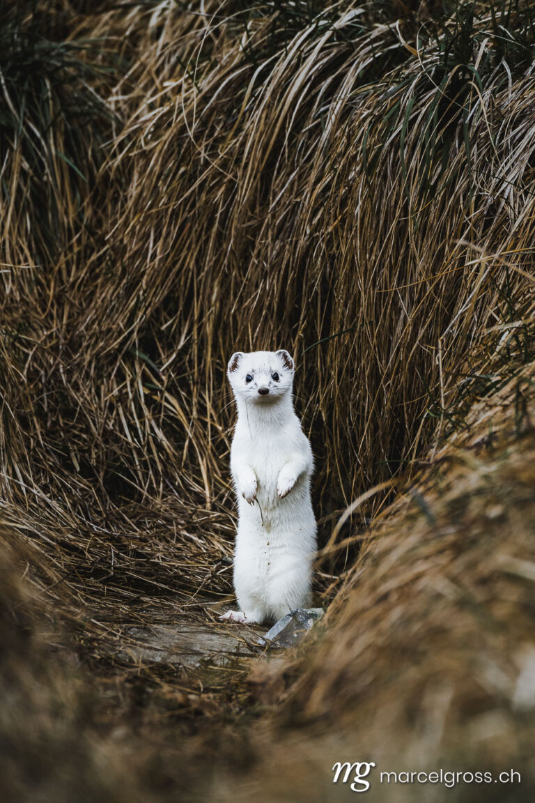 . stoat or short-tailed weasel in white winter fur standing in front of its den. Marcel Gross Photography