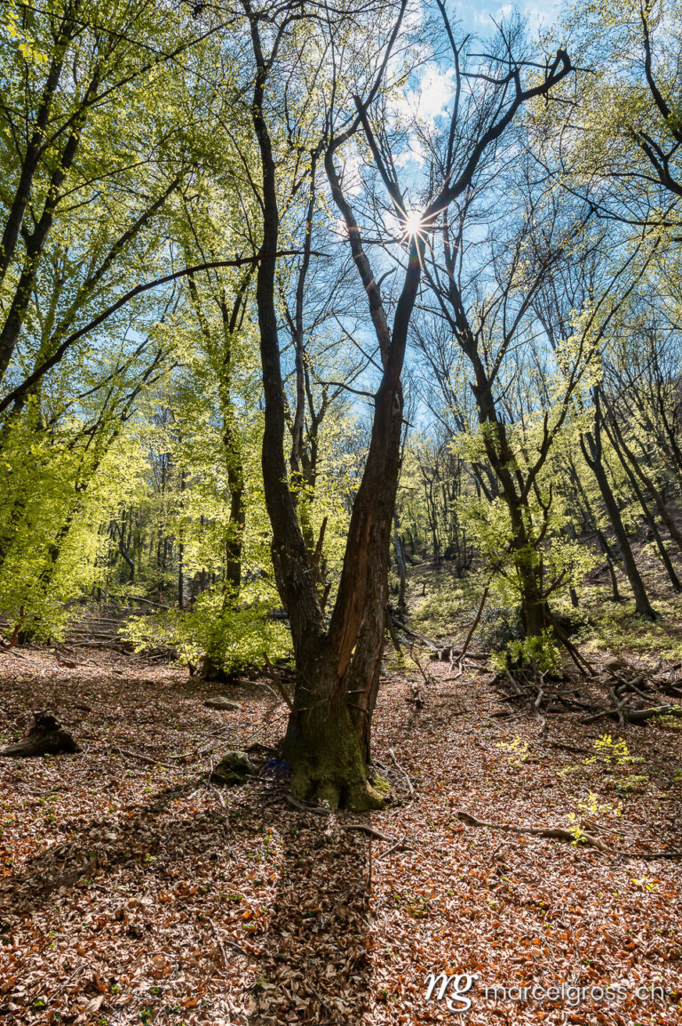 Ticino pictures. wonderful spring forest near Morcote. Marcel Gross Photography