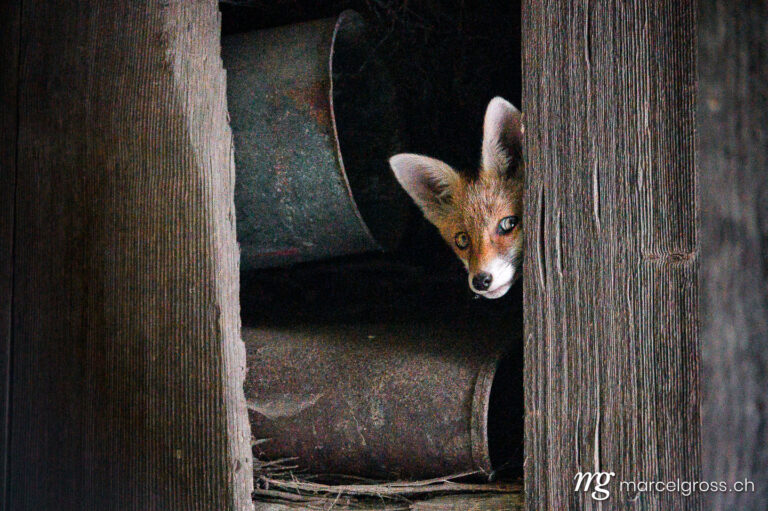 . young fox peeking out of an old barn in Emmental. Marcel Gross Photography
